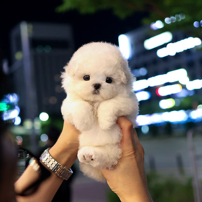 비숑프리제 - 포근 (여아)