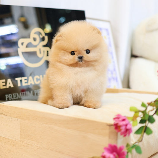 포메라니안 - 룽지 (남아)