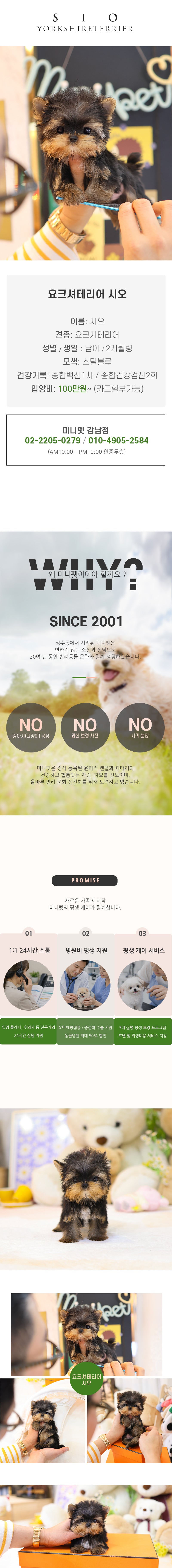 요크셔테리어 - 시오 (남아)