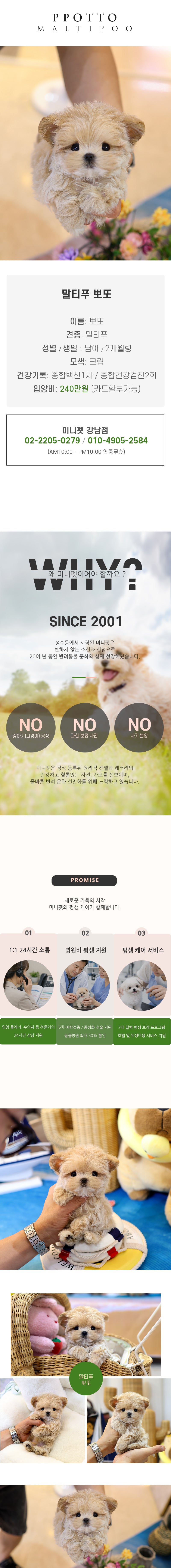 말티푸 - 뽀또 (남아)