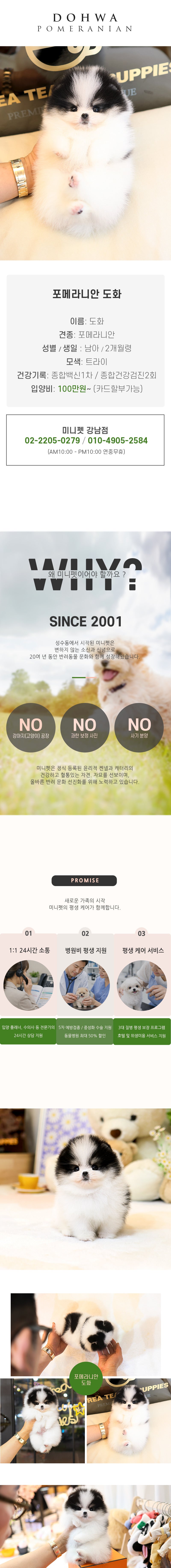 포메라니안 - 도화 (남아)