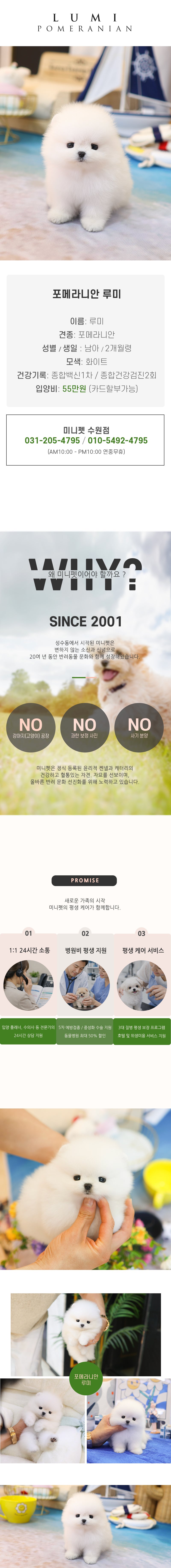 포메라니안 - 루미 (남아)