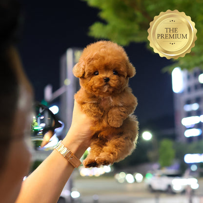 푸들 - 연두부 (남아)