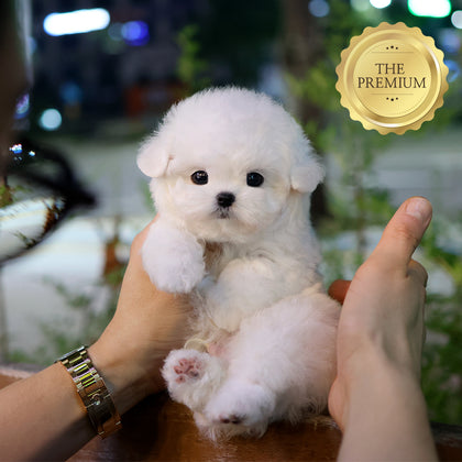 비숑프리제 - 버터 (남아)