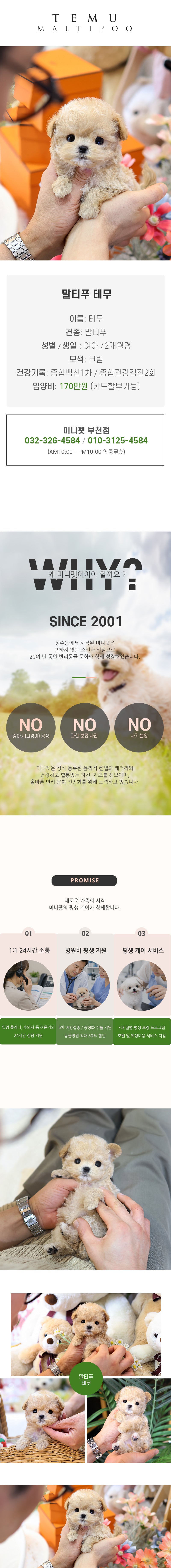 말티푸 - 테무 (여아)