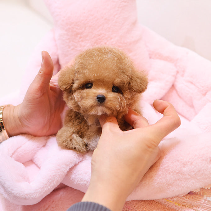 푸들 - 요요 (남아)