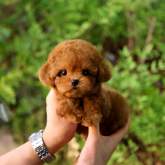 푸들 - 수정 (여아)