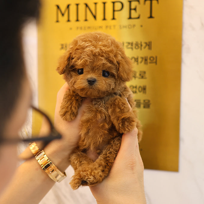 푸들 - 니나 (남아)