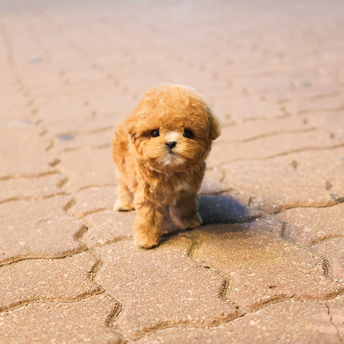 푸들 - 도넛 (여아)