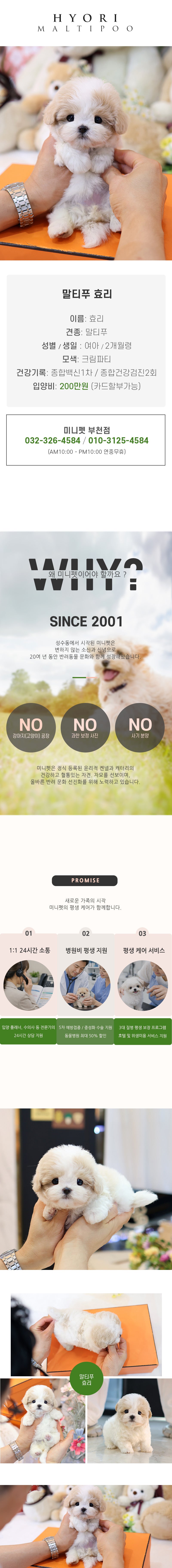 말티푸 - 효리 (여아)