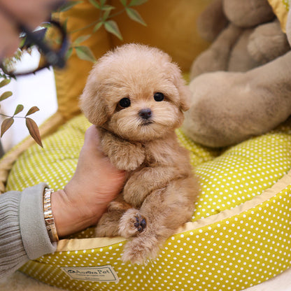 푸들 - 태영 (여아)