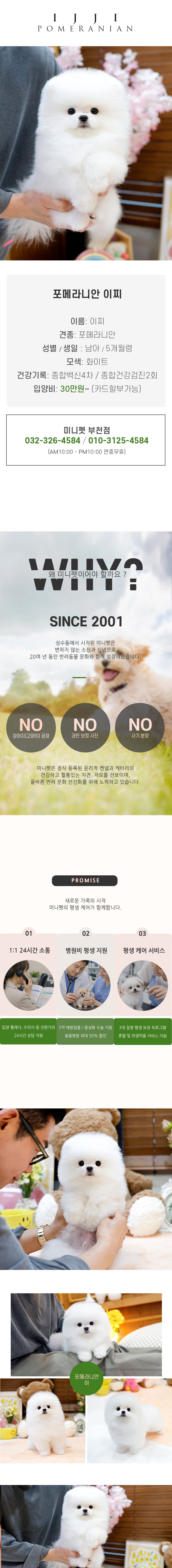포메라니안 - 이찌 (남아)