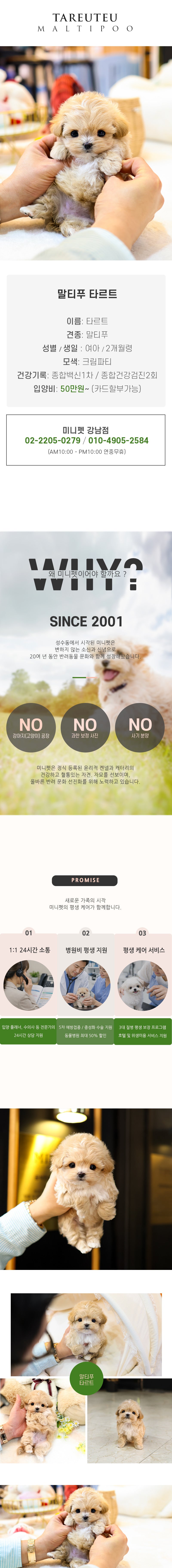 말티푸 - 타르트 (여아)