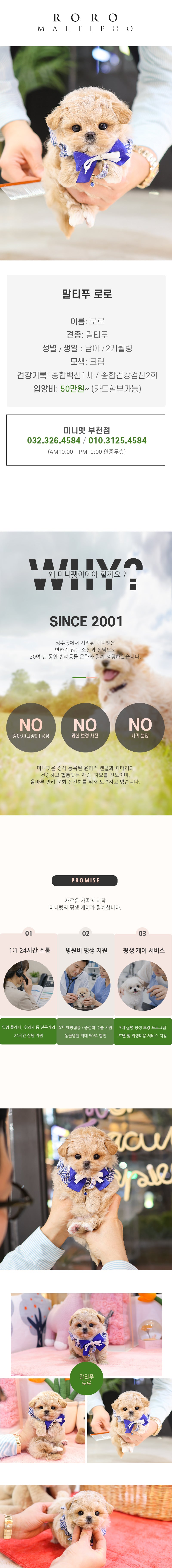 말티푸 - 로로 (남아)
