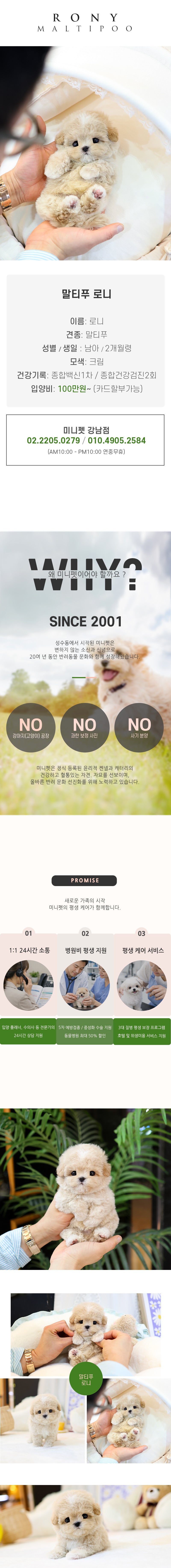 말티푸 - 로니 (남아)