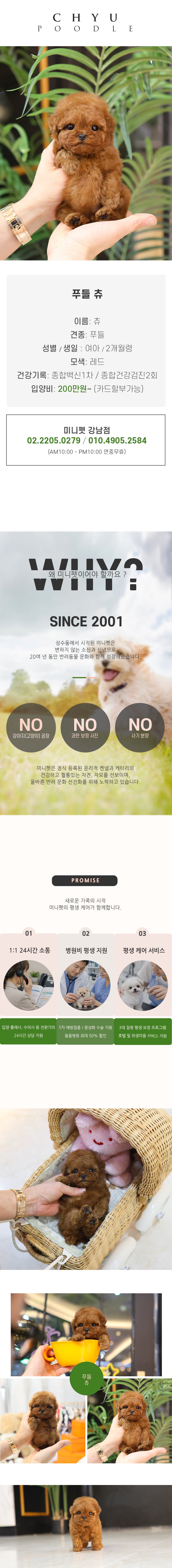 푸들 - 츄 (여아)