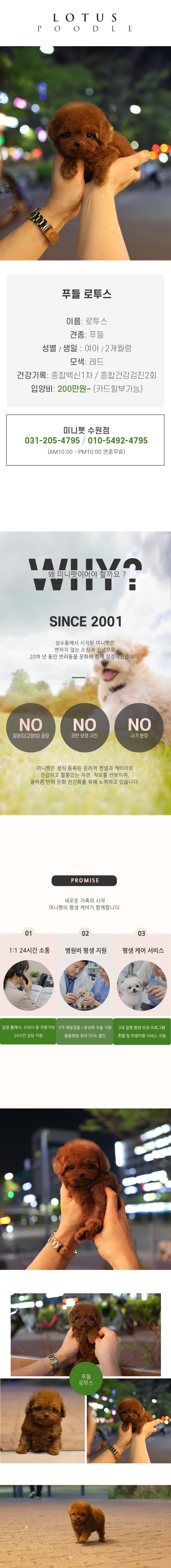 푸들 - 로투스 (여아)