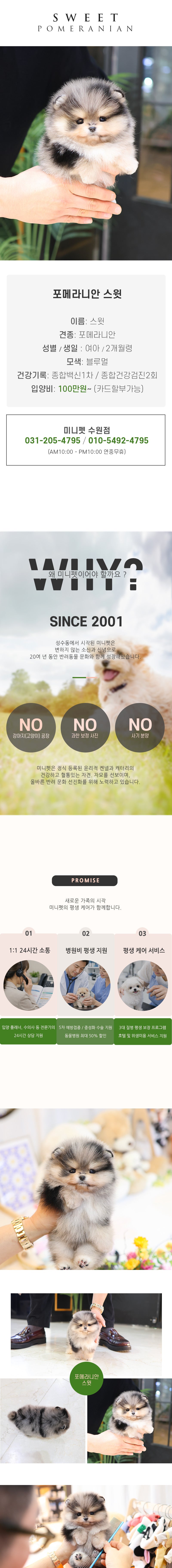 포메라니안 - 스윗 (여아)