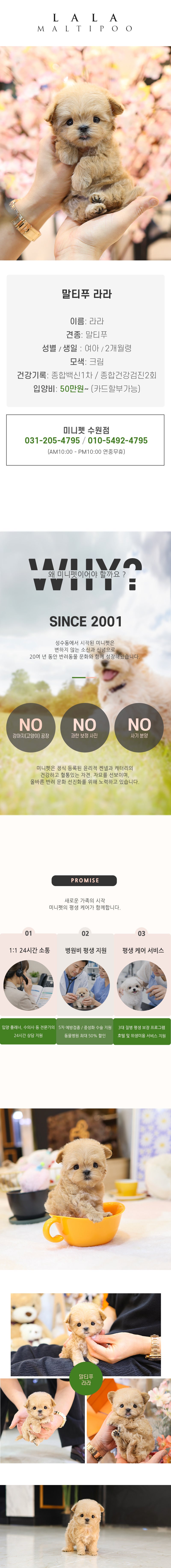 말티푸 - 라라 (여아)