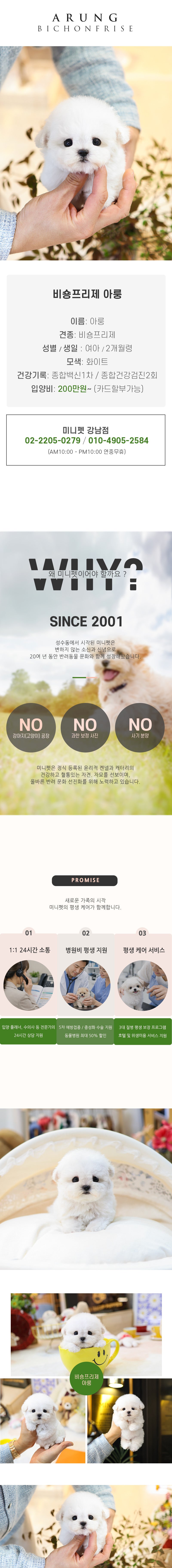비숑프리제 - 아룽 (여아)