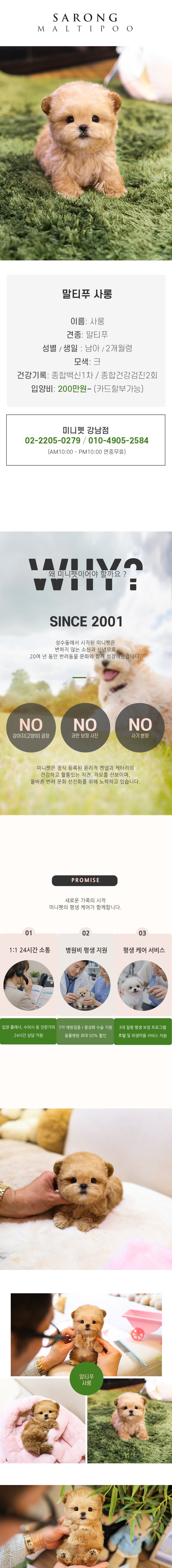 말티푸 - 사롱 (남아)