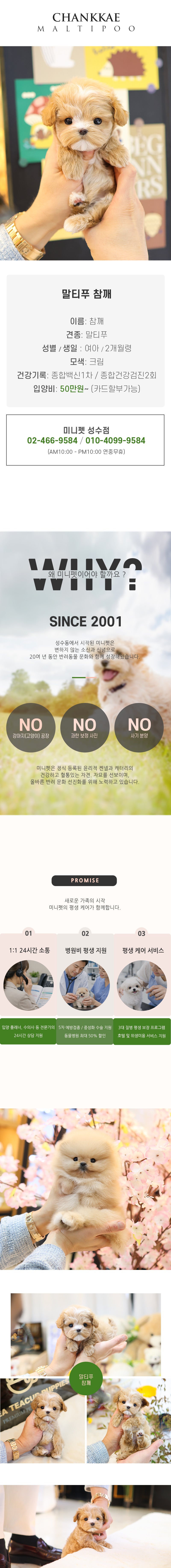 말티푸 - 참깨 (여아)