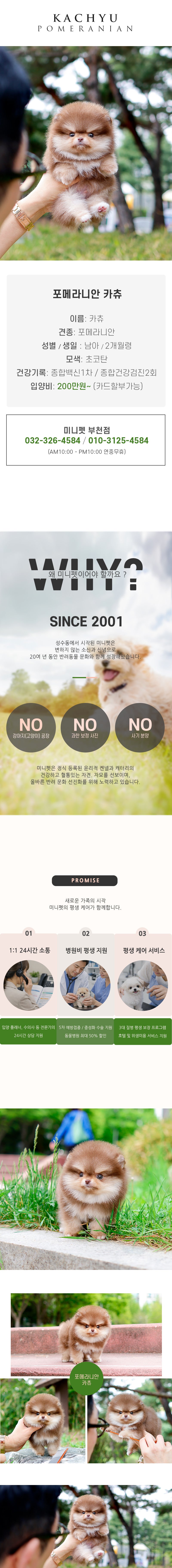 포메라니안 - 카츄 (남아)