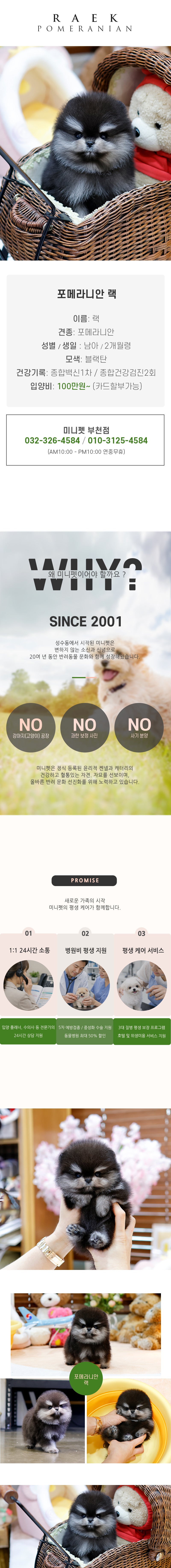 포메라니안 - 랙 (남아)