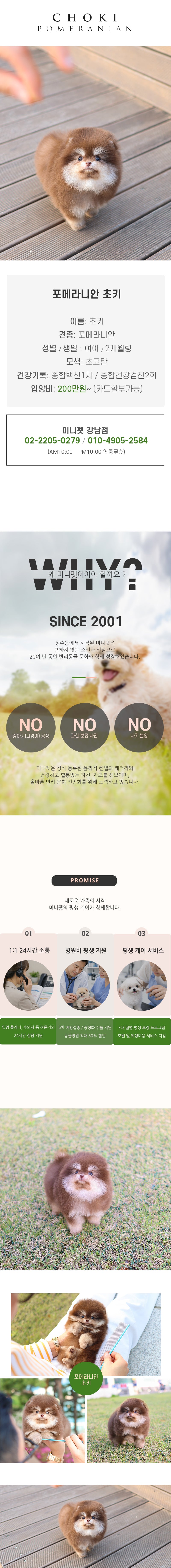 포메라니안 - 초키 (여아)