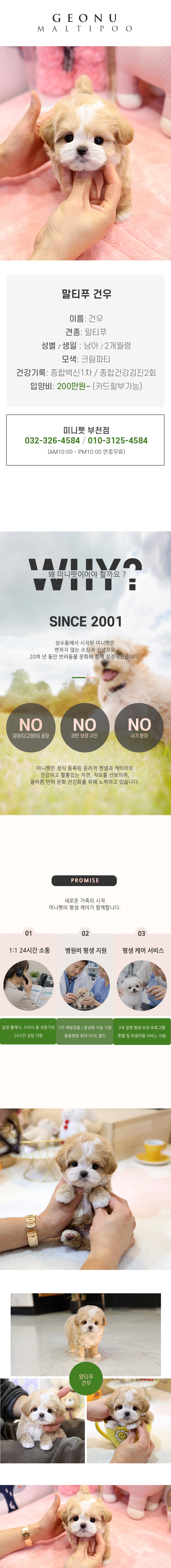 말티푸 - 건우 (남아)