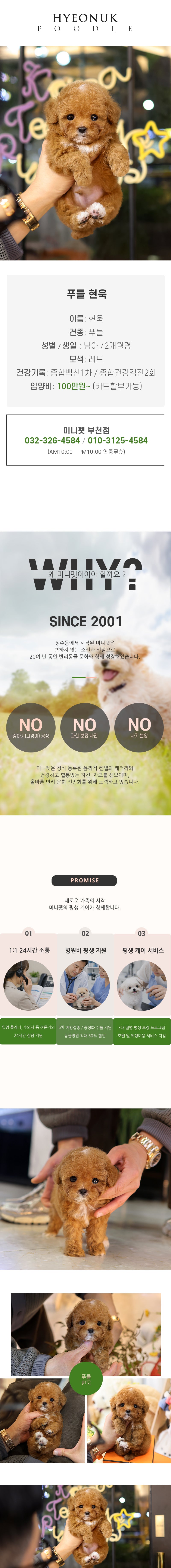 푸들 - 현욱 (남아)