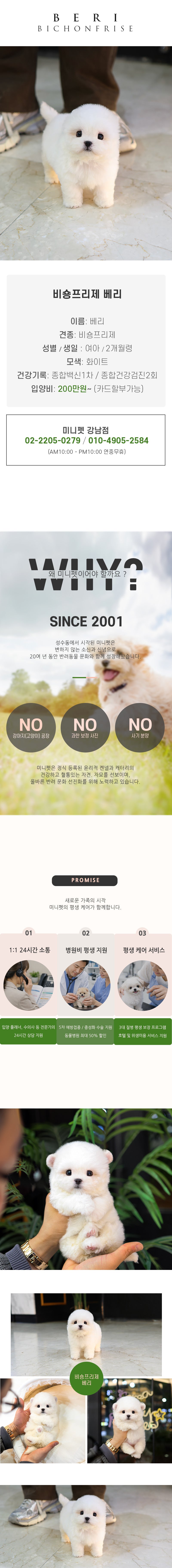 비숑프리제 - 베리 (여아)