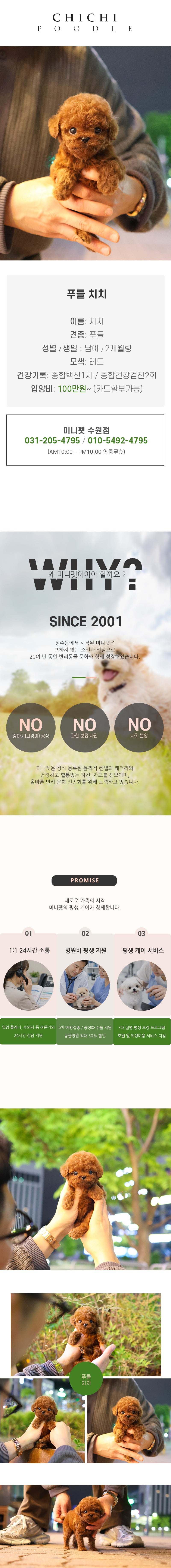 푸들 - 치치 (남아)