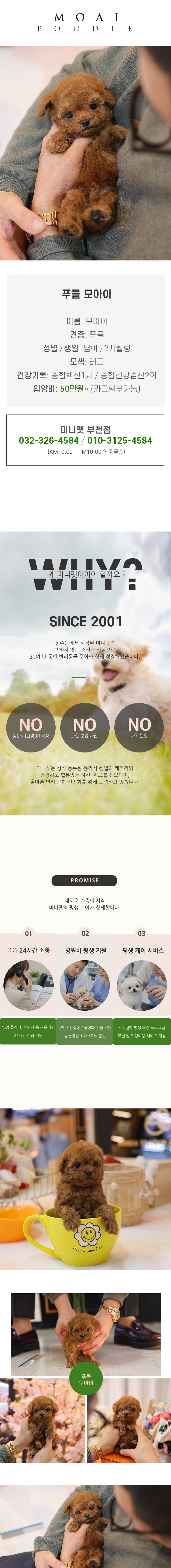 푸들 - 모아이 (남아)