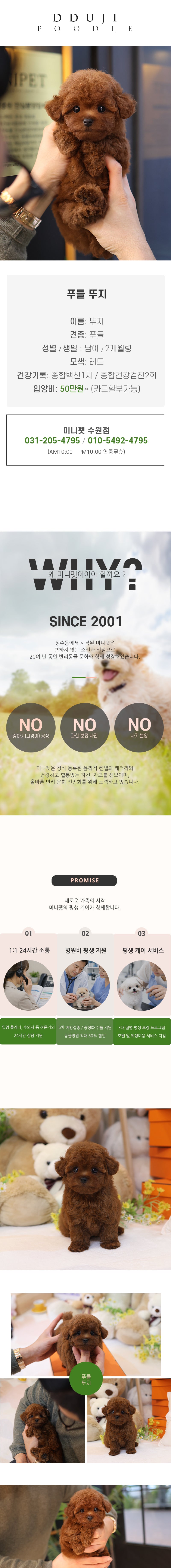 푸들 - 뚜지 (남아)