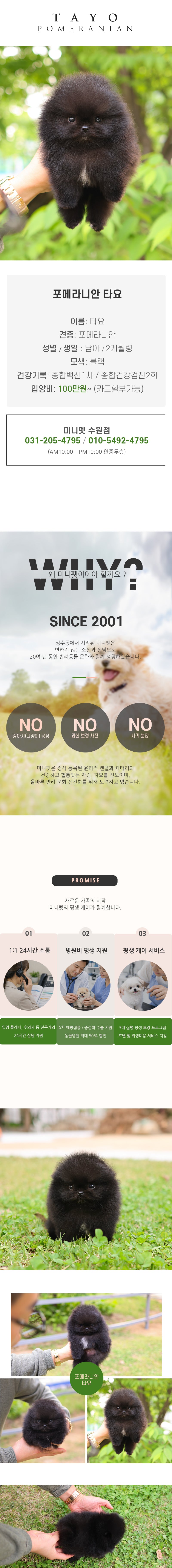 포메라니안 - 타요 (남아)