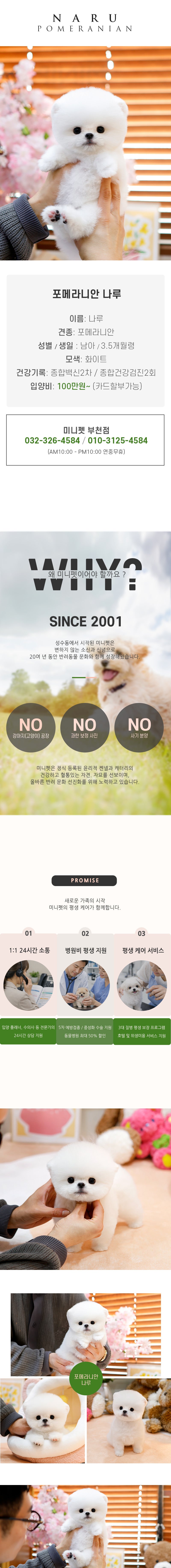 포메라니안 - 나루 (남아)