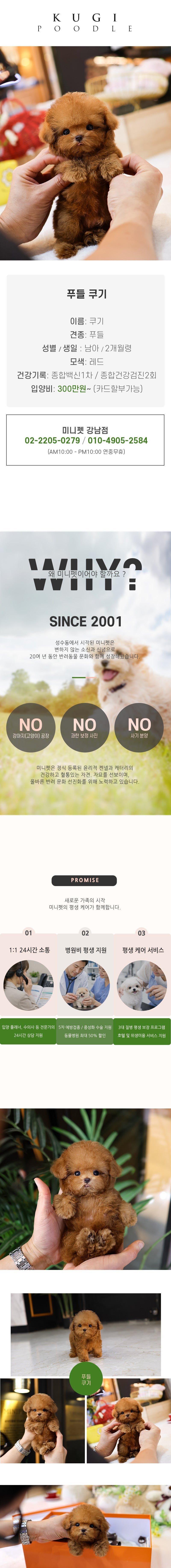푸들 - 쿠기 (남아)
