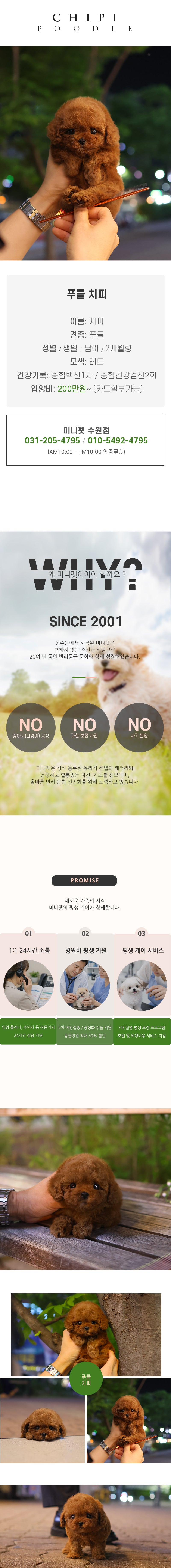 푸들 - 치피 (남아)