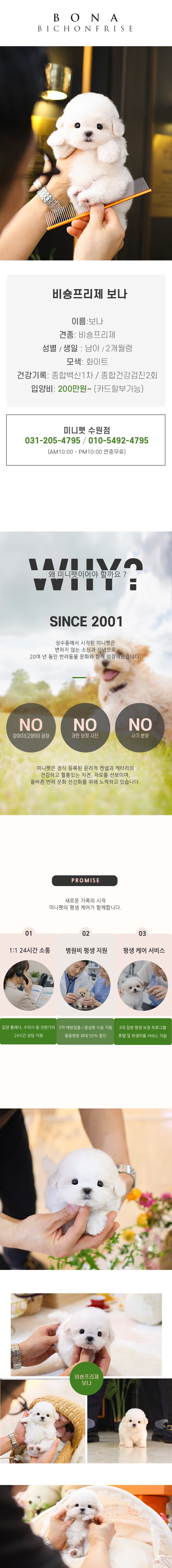 비숑프리제 - 보나 (남아)