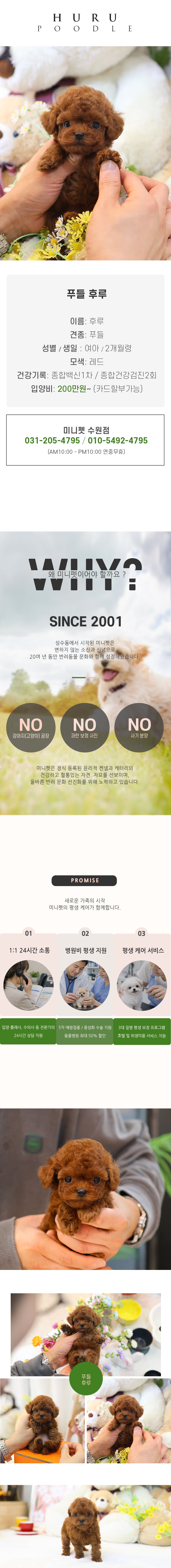 푸들 - 후루 (여아)