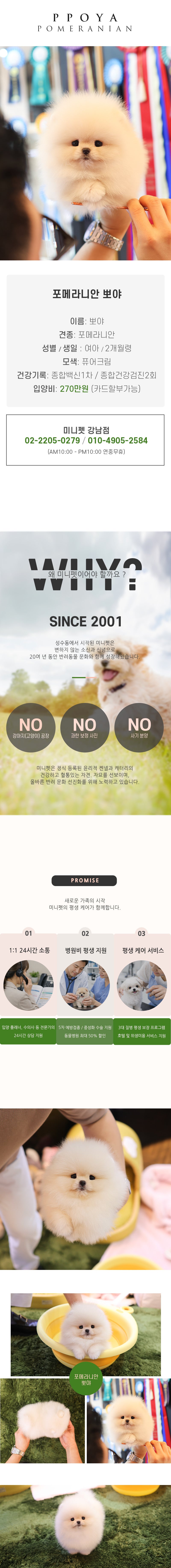 포메라니안 - 뽀야 (여아)
