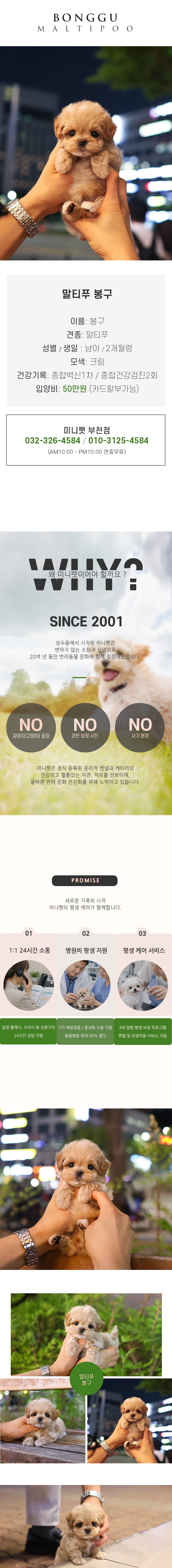 말티푸 - 봉구 (남아)
