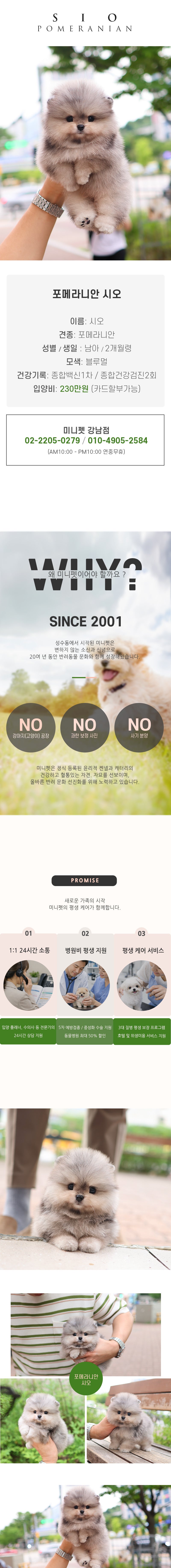 포메라니안 - 시오 (남아)