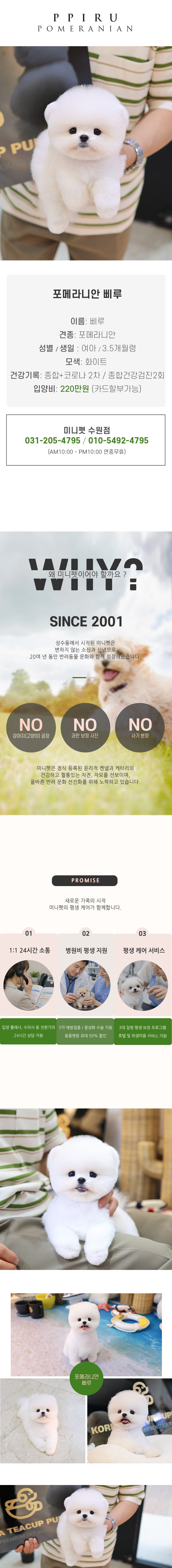 포메라니안 - 삐루 (여아)