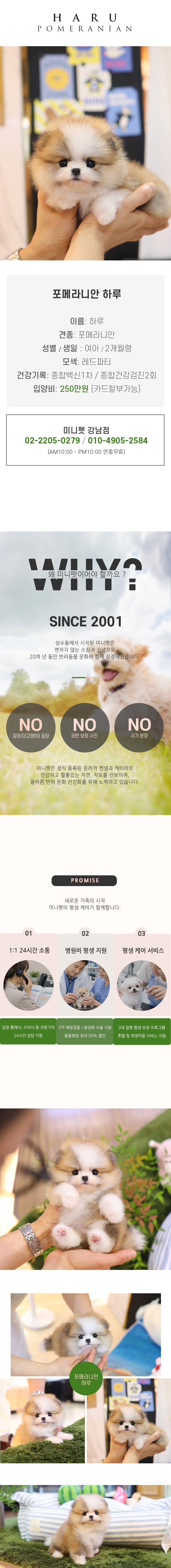 포메라니안 - 하루 (여아)