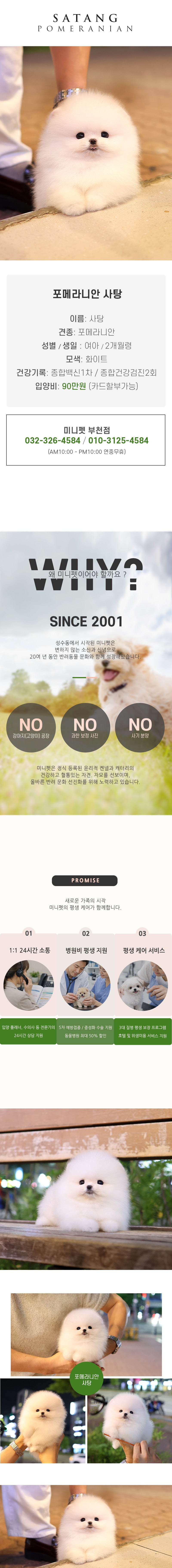 포메라니안 - 사탕 (여아)