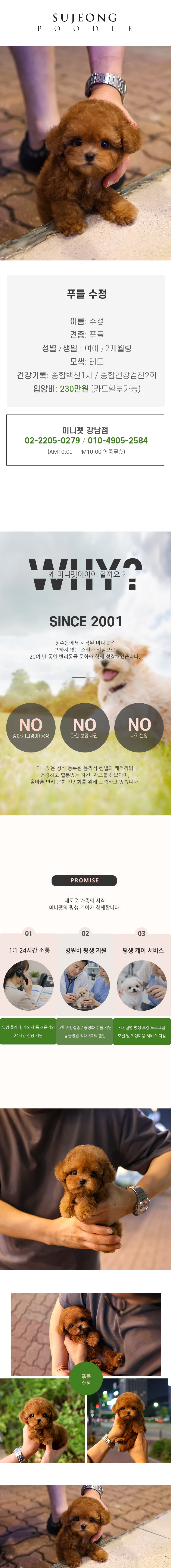 푸들 - 수정 (여아)