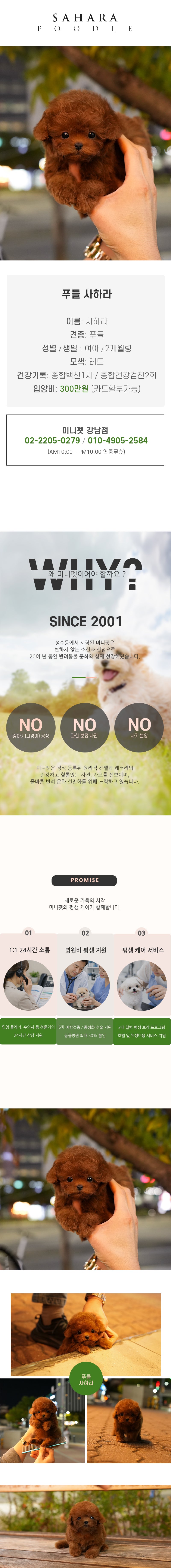 푸들 - 사하라 (여아)