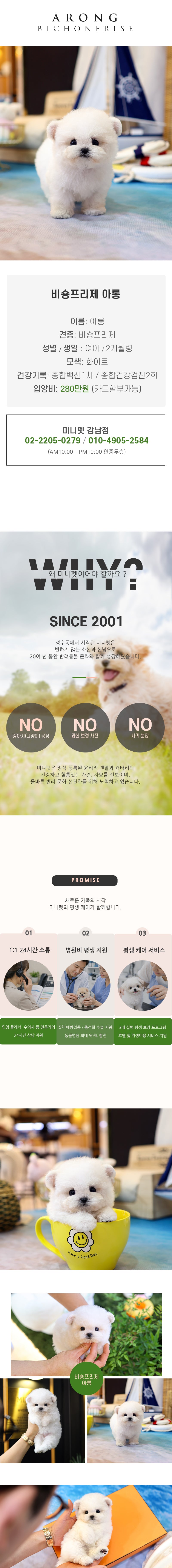 비숑프리제 - 아롱 (여아)